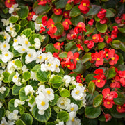 Begonia semperflorens (Tray of 20 Plants) -