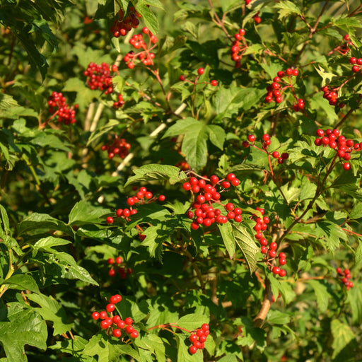 Viburnum opulus Compactum 3L -