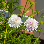 Scabious 'Kudo White' 9cm/2L -