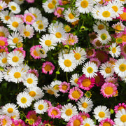 Erigeron karvinskianus profusion 9cm/2L -