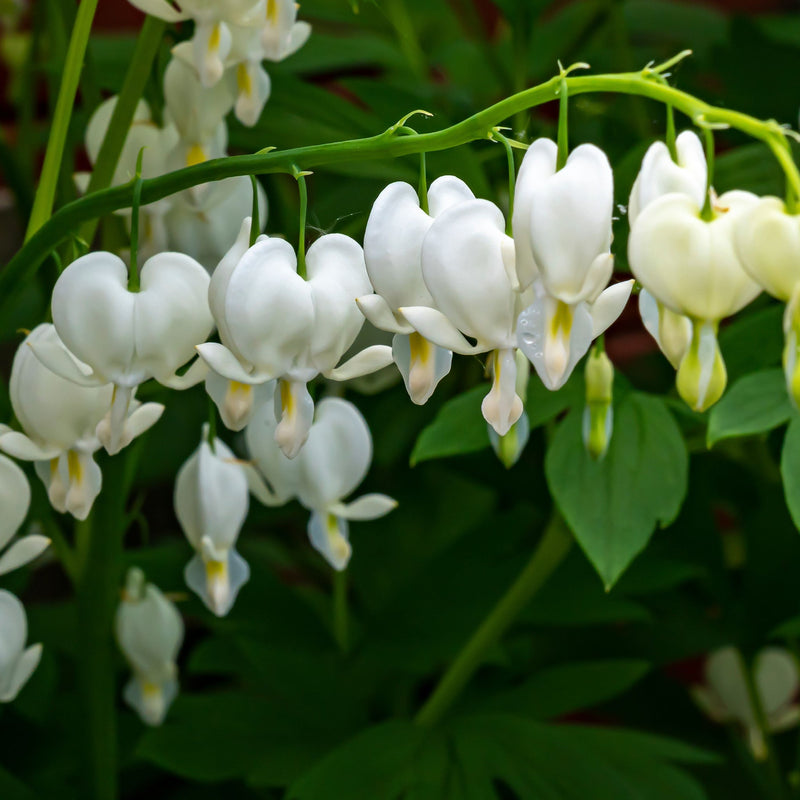 Dicentra Spectabilis 'Bleeding Heart' White -