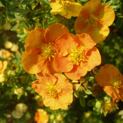 Potentilla fruticosa 'Tangerine' 1L -