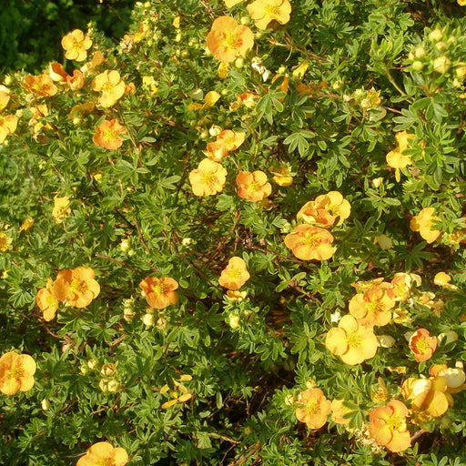 Potentilla fruticosa 'Tangerine' 1L -