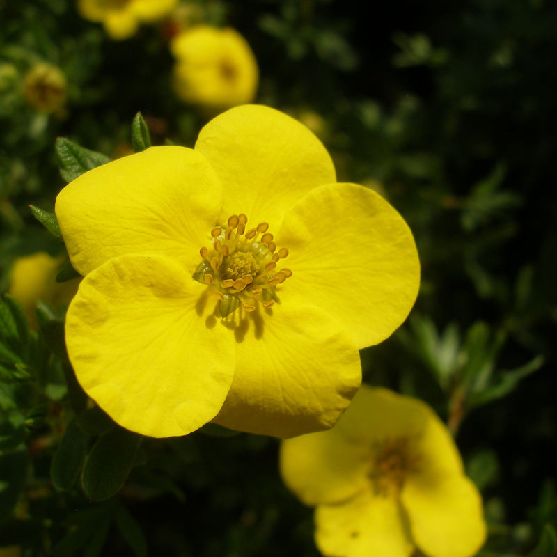 Potentilla fruticosa 'Kobold' 2L -