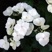 Hydrangea 'Runaway Bride' -