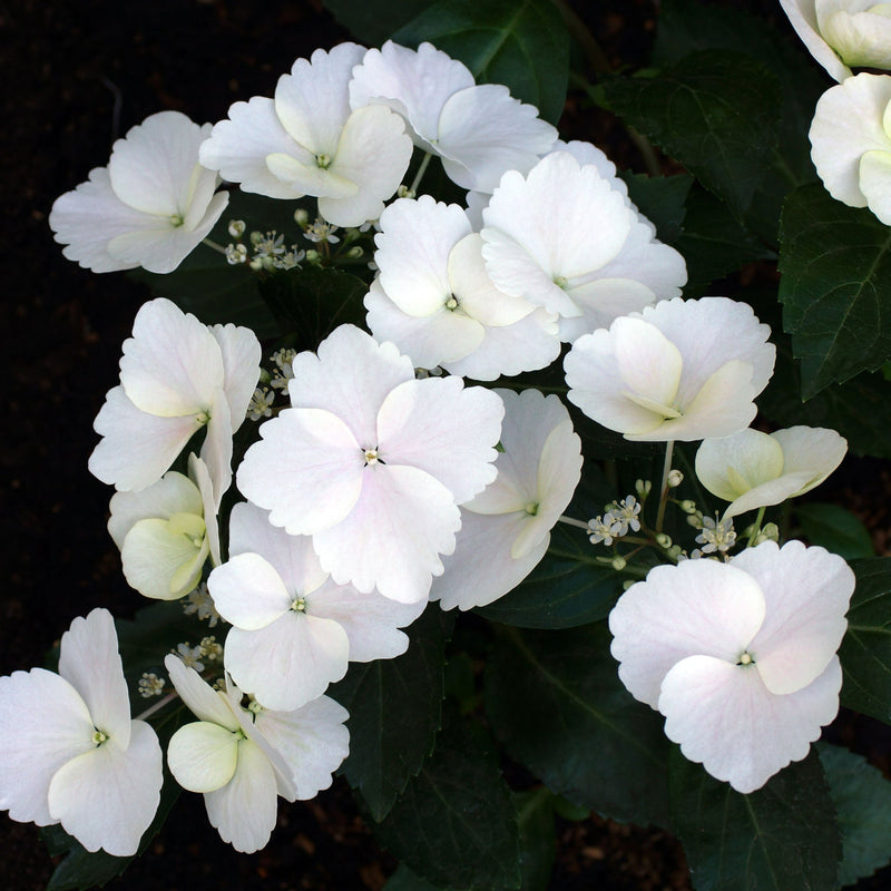 Hydrangea 'Runaway Bride' -