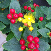 Hypericum 'Red Berry' 2L -