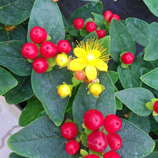 Hypericum 'Red Berry' 2L -
