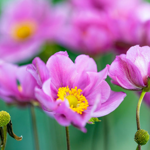 Anemone hupehensis 'Serenade' 2L -