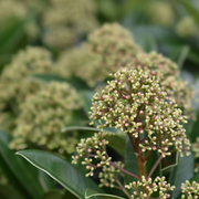 Skimmia japonica 'Fragrant Cloud' 9cm/2L/5L -