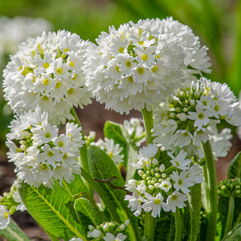 Primula denticulata Alba (Drumstick Primrose) 9cm/14cm -