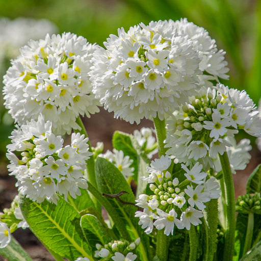 Primula denticulata Alba (Drumstick Primrose) 9cm/14cm -