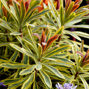 Euphorbia x martinii 'Ascot Rainbow' 9cm/1.5/2L -
