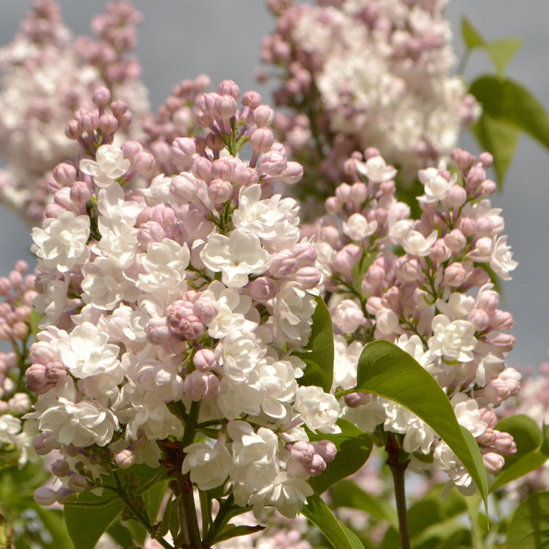 Syringa vulgaris 'Beauty of Moscow' - Krasavitsa Moskvy (Lilac) 3L -