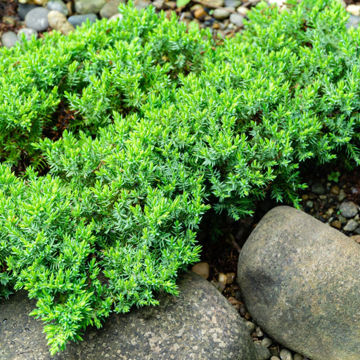 Juniperus procumbens 'Nana' 2L - Home & Garden > Plants > Indoor & Outdoor Plants > Landscaping & Garden Plants > Garden Plants