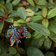 Viburnum davidii 9cm -