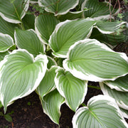 Hosta undulata var. albomarginata 1L -