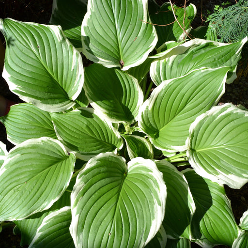 Hosta undulata var. albomarginata 1L -