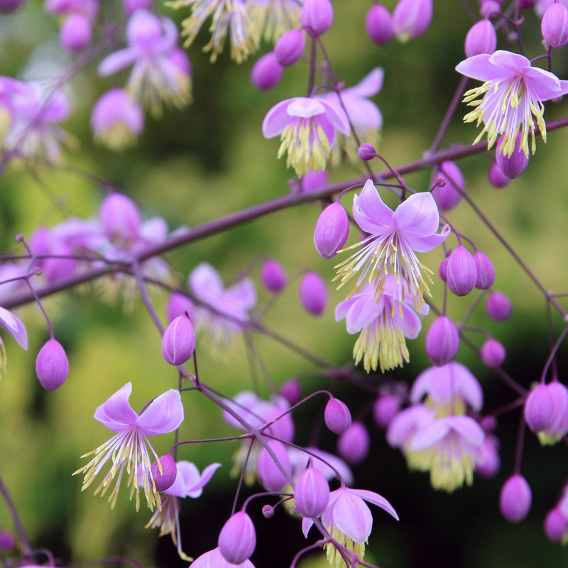 Thalictrum delavayi 9cm -