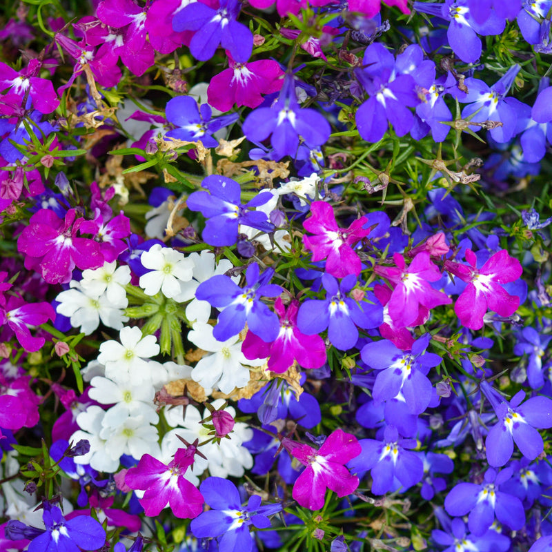 Bush Lobelia Mixed (Tray of 18) -