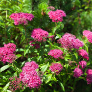 Spiraea Double Play 'Artist' 3L -