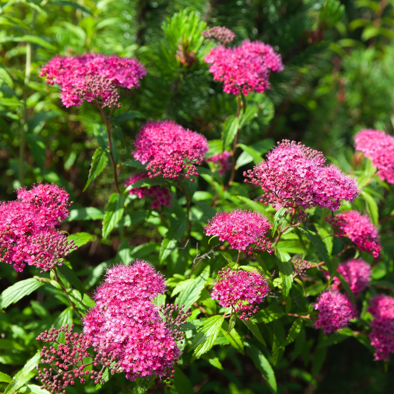 Spiraea Double Play 'Artist' 3L -