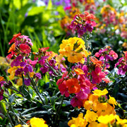 Erysimum 'Erysistible Sunset' 9cm -