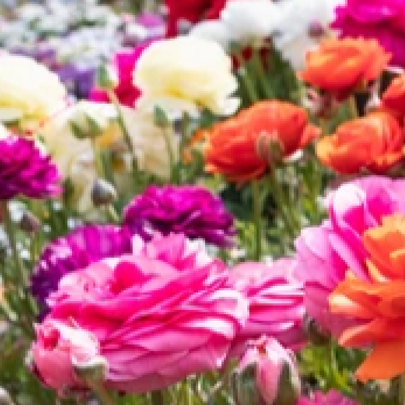 Ranunculus (10 Mixed Bulbs) -