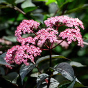 Sambucus nygra 'Black Beauty' 9cm / 3L -