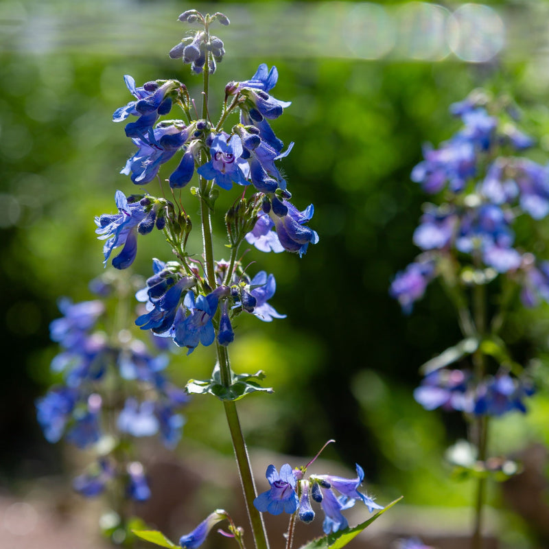 Penstemon 'Heavenly Blue' 9cm -