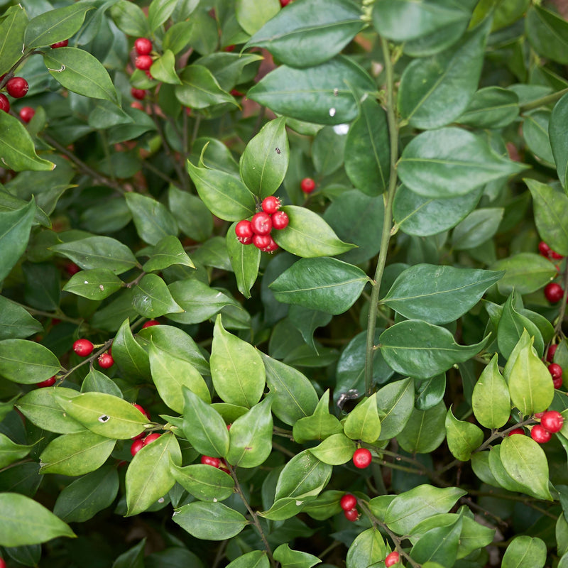 Sarcococca ruscifolia 2L -