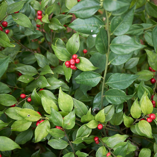 Sarcococca ruscifolia 2L -