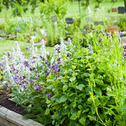 Our selection of Herbs 9cm -