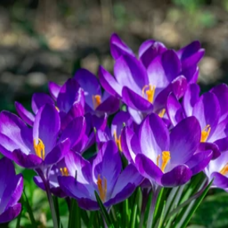 Specie Crocus 'Ruby Giant' (12 Bulbs) -