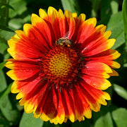 Gaillardia 'Kobold Goblin' 9cm -
