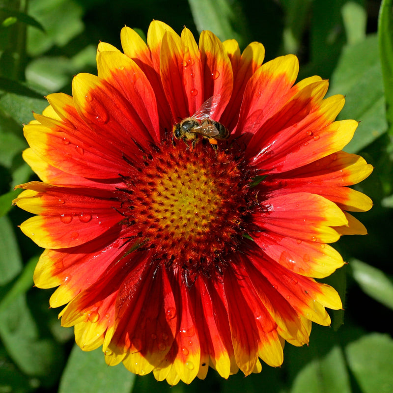 Gaillardia 'Kobold Goblin' 9cm -