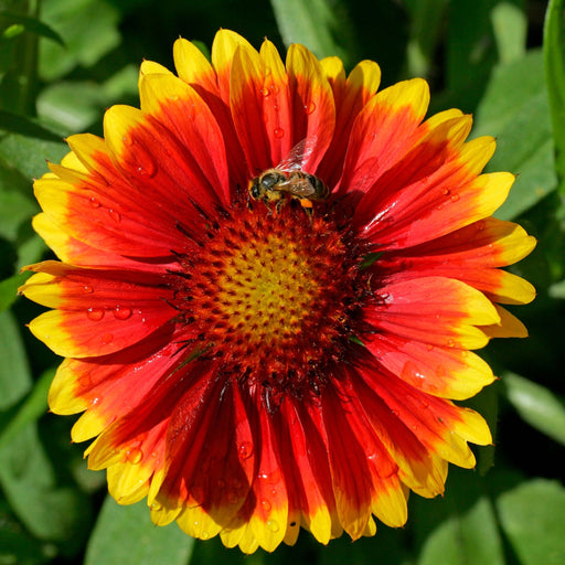 Gaillardia 'Kobold Goblin' 9cm -