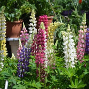 Lupin Russel hybrids Mixed 9cm -