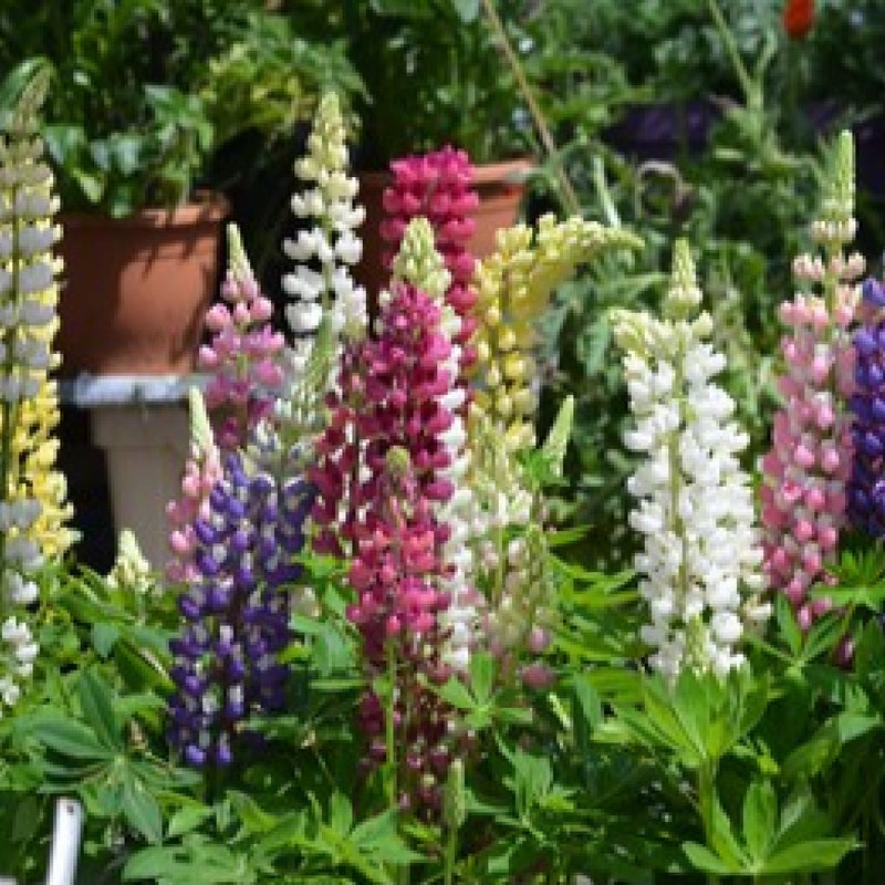 Lupin Russel hybrids Mixed 9cm -