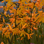 Crocosmia × crocosmiiflora 'George Davidson' 9cm -