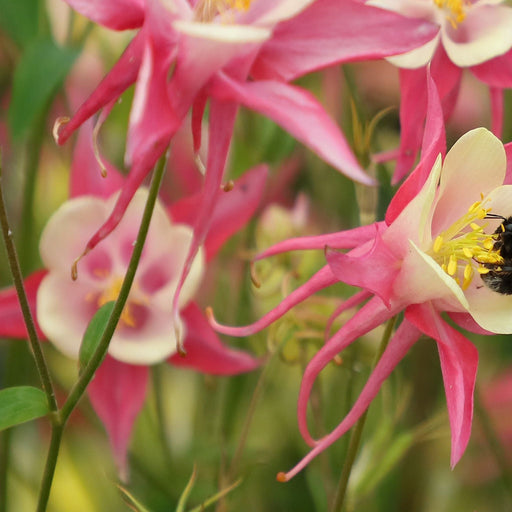 Aquilegia 'Rose and Ivory ' -