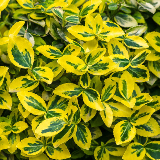 Euonymus fortunei 'Emerald n Gold' 1L / 5L -
