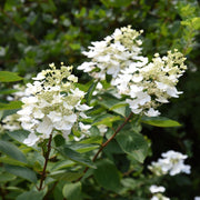 Hydrangea paniculata 'Unique' 1L (30-40cm inc pot) -