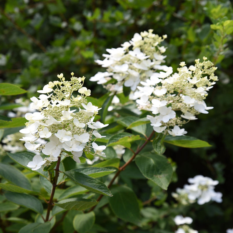 Hydrangea paniculata 'Unique' 1L (30-40cm inc pot) -