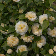 Camellia 'Brushfield's Yellow' 9cm, 20-30cm height -