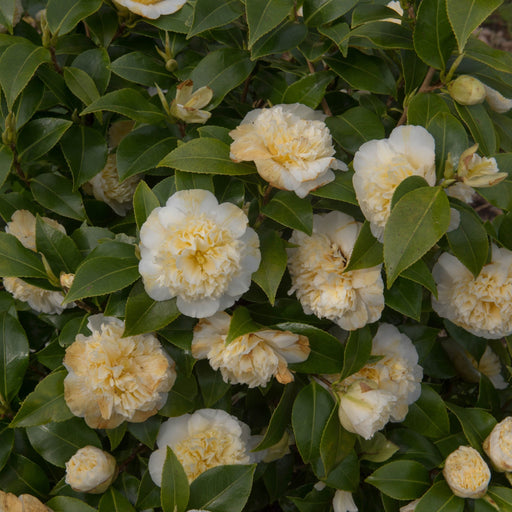 Camellia 'Brushfield's Yellow' 9cm, 20-30cm height -