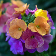Erysimum 'Erysistible Magenta' 9cm -