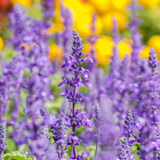 Mix of 3 Salvia (3 x 9cm Pots) -