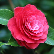 Camellia japonica 'Roja' 40-50cm -