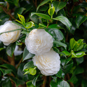 Camellia japonica 'Baby Sis' 40-50cm / 100-120cm -
